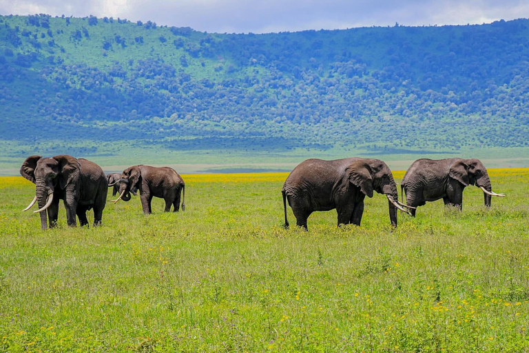 7-tägige Tansania-Safari-Tour7-tägige Safari-Tour durch Tansania