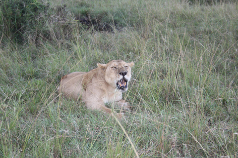 Kenya: Safari di 6 giorni a Masai Mara, Lago Nakuru e Amboseli