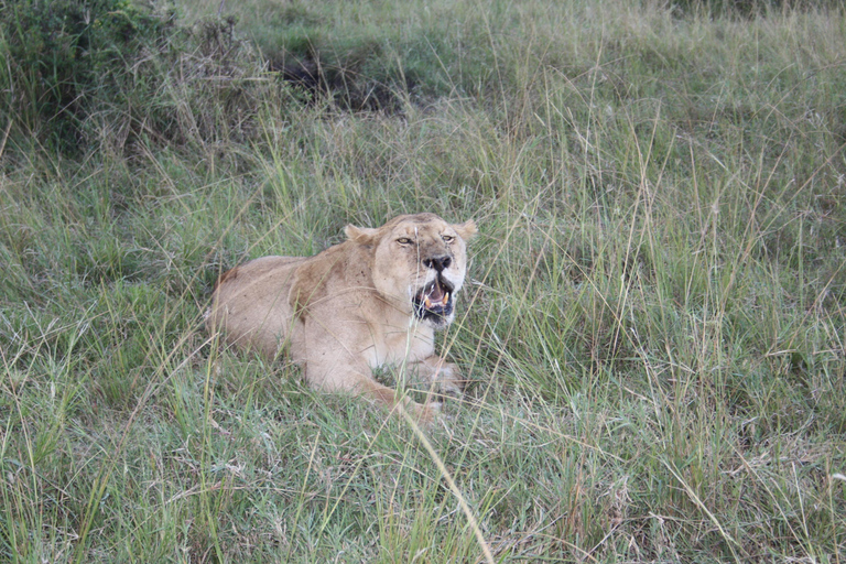 Kenya: 6-Day Safari to Masai Mara, Lake Nakuru, & Amboseli