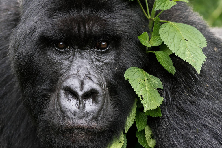 Rwanda: 3-dagars äventyrspaket i Volcanoes nationalpark