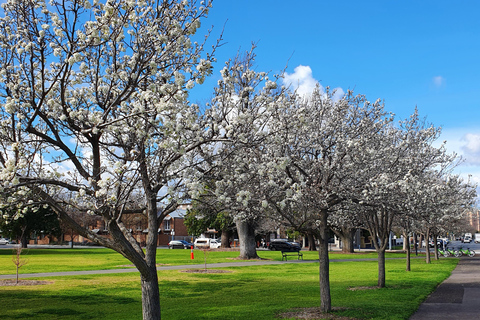 North Adelaide: Hills Squares Parklands Guided Walking Tour