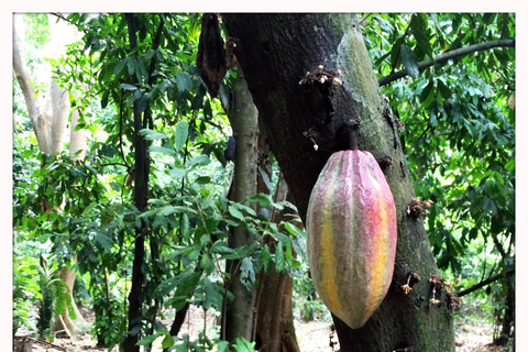 VISITA AL BOSQUE DE CACAO