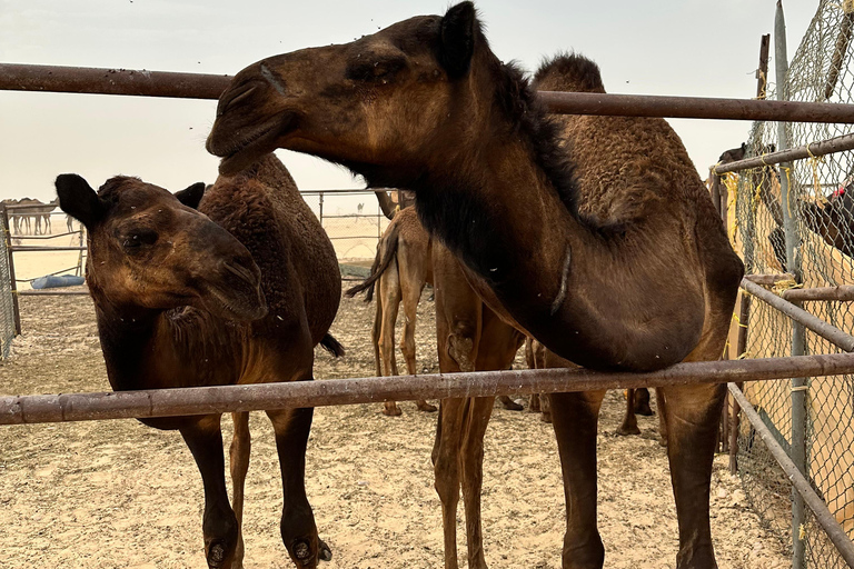 Arabiska 1001 Nätter - Privat tältsafari med övernattning