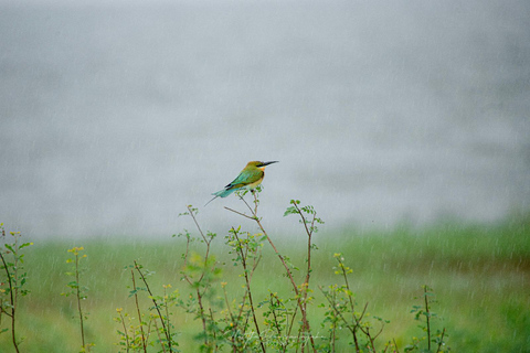 From Sigiriya/Dambulla : Minneriya National Park Wild Safari