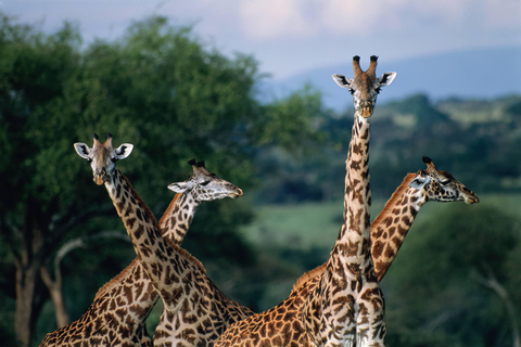 7-tägige Gruppensafari ab Sansibar: