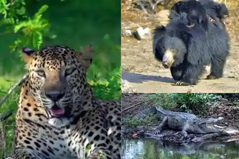Ella : à Ella après le safari dans le parc national d'Udawalawe