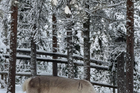 Luosto: Private Snowmobile Safari to Reindeer Farm