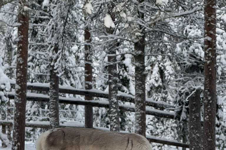 Luosto: Private Snowmobile Safari to Reindeer Farm