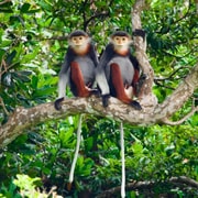 Son Tra Monkey Tours : Spot Red-Shanked Douc & Sightseeings