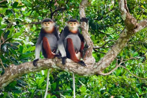 Son Tra Monkey Tours : Spot Red-Shanked Douc & Sightseeings - Image 3
