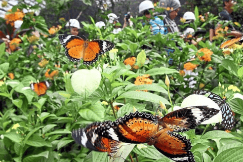 Zanzibar: Las Jozani "Czerwone małpy Zanzibaru", Centrum Motyli