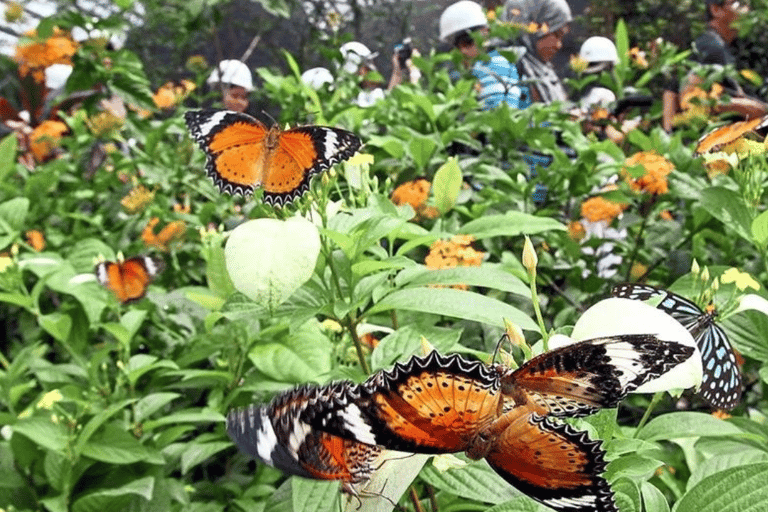 Zanzibar: Las Jozani "Czerwone małpy Zanzibaru", Centrum Motyli