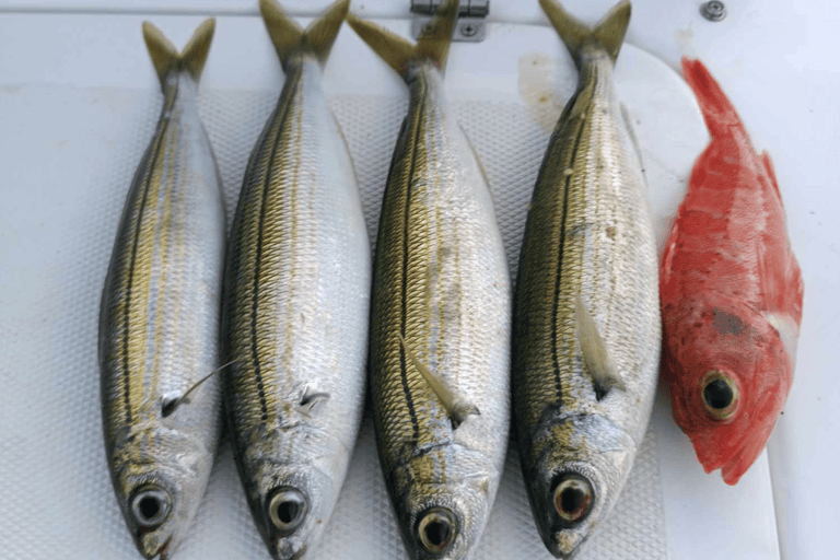 Rhodos: 4 uur durende privéboottocht met visuitrustingRhodes: Privéboottocht van 4 uur om te vissen, inclusief uitrusting