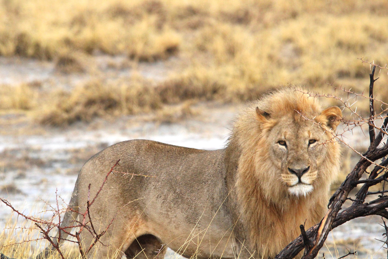 Windhoek: 3-Day Guided Safari in Etosha with Lodge