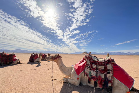 Hurghada: Camel Ride & horse ride and Off-Road Jeep Tour pickup from hotels inside hurghada