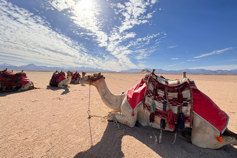 Hurghada: Camel Ride & horse ride and Off-Road Jeep Tour pickup from hotels inside hurghada