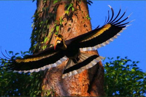 Banguecoque: Excursão a pé em pequenos grupos ao Parque Nacional de Khao YaiTour particular com serviço de busca no hotel e traslado de ida e volta