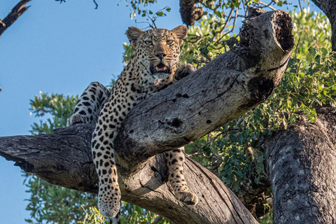 From Maputo to the Wild: Half-Day Kruger Safari