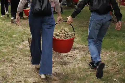 Santa Maria Imbaro : vendanges avec foulage + pique-nique au milieu des oliviers et des vignobles