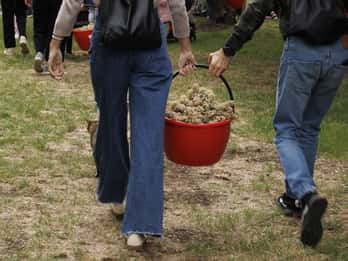 Santa Maria Imbaro: Grape Harvest with Pressing + Picnic among olive trees and vineyards