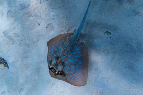 Diani Beach: Sunrise Boat Tour and Snorkeling Trip