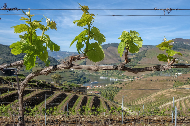 Porto: Vinresa Vintur i Dourodalen med en sommelier och båttur