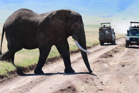 8 dias Nakuru, Masai Mara, Serengeti, Ngorongoro e L Manyara8 dias Lago Nakuru, Masai Mara, Serengeti, Ngorongoro e Lago