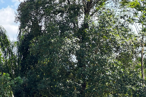 Rafting 5km.+Optional Zipline & ATV(Near Krabi/In Phang Nga) 5 km rafting