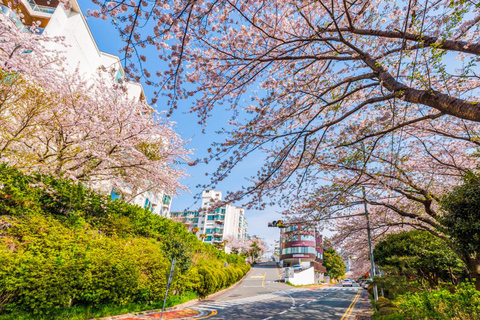 Busan: Spring Cherry Blossom & Gyeongju Highlights Day Tour