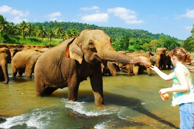 Kandy : Pinnawala Tuk Tuk Day Tour ( Privat rundtur )Upphämtning med Mini Van