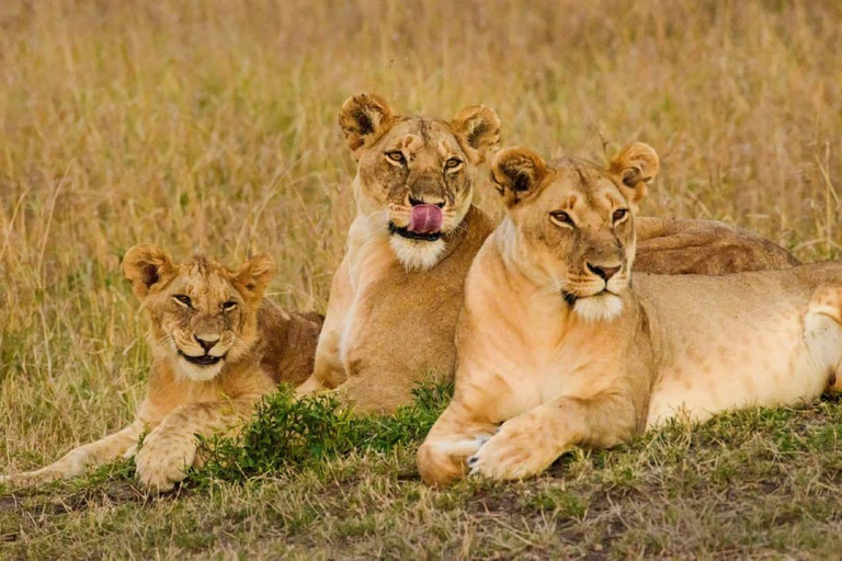 Nairobi; Excursión en vehículo por el Parque Nacional con servicio de recogida