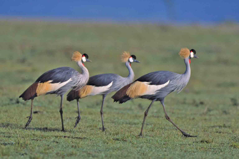 Parque Nacional de Nairóbi: excursão de meio dia em grupo com serviço de busca