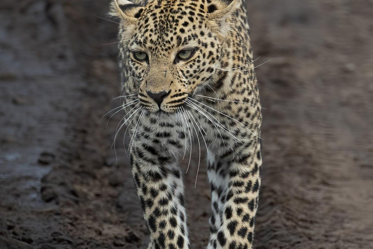 Nairobi: Safari de 3 dias em Maasai Mara com alojamento.AW