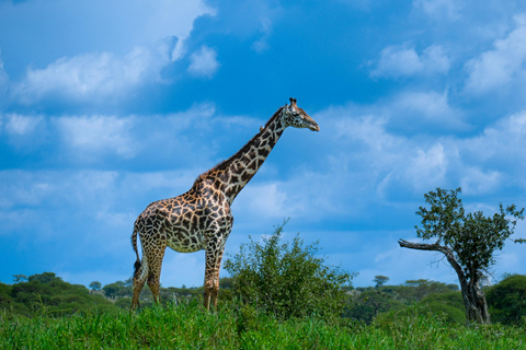 4 jours de safari en camping dans le Tarangire, le Serengeti et le Ngorongoro