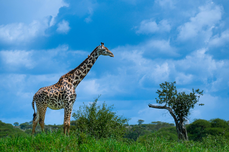 4 jours de safari en camping dans le Tarangire, le Serengeti et le Ngorongoro