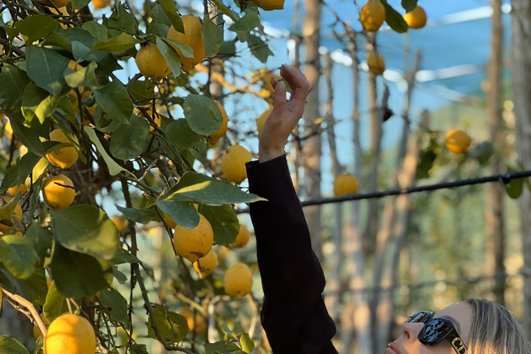 Sorrento: Lemon Picking & Tasting Tour Lemon Picking Experience at Giovanni's Farm