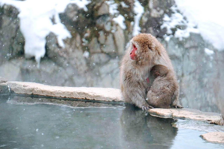 1-Day Tour: Snow Monkeys &amp; Zenko-ji Tomyo Lantern FestivalJoin From Hakuba Happo Bus Terminal