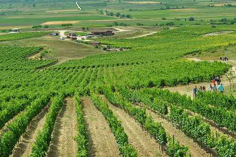 From Plovdiv: Wine Escape to the Rhodope Foothills