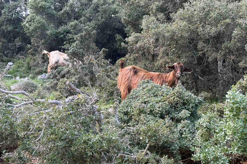 Kefalonia Ainos Premium 4x4 Van Experience Pick-up from Argostoli, Lassi, Svoronata, Lourdata Areas