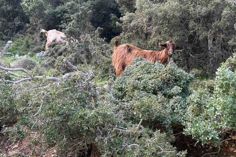 Kefalonia Ainos Premium 4x4 Van Experience Pick-up from Argostoli, Lassi, Svoronata, Lourdata Areas