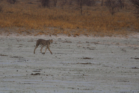 Windhoek: 3-Day Guided Safari in Etosha with Lodge