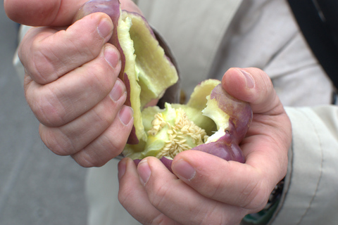 Vienna: Viennese Markets Tour with Tastings Naschmarkt Guided Food Tour