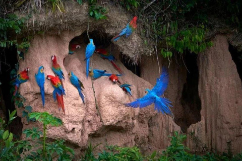 Puerto Maldonado: Collpa Chuncho 2-Day Jungle Tour