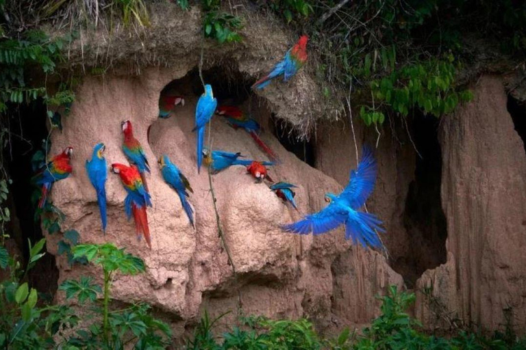 Puerto Maldonado: Collpa Chuncho 2-Day Jungle Tour