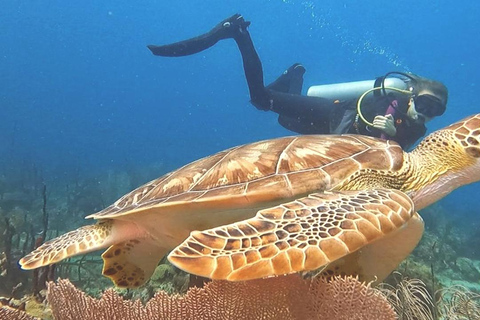 Duiken bij Catalina Island: 2 tanks - 2 plekken