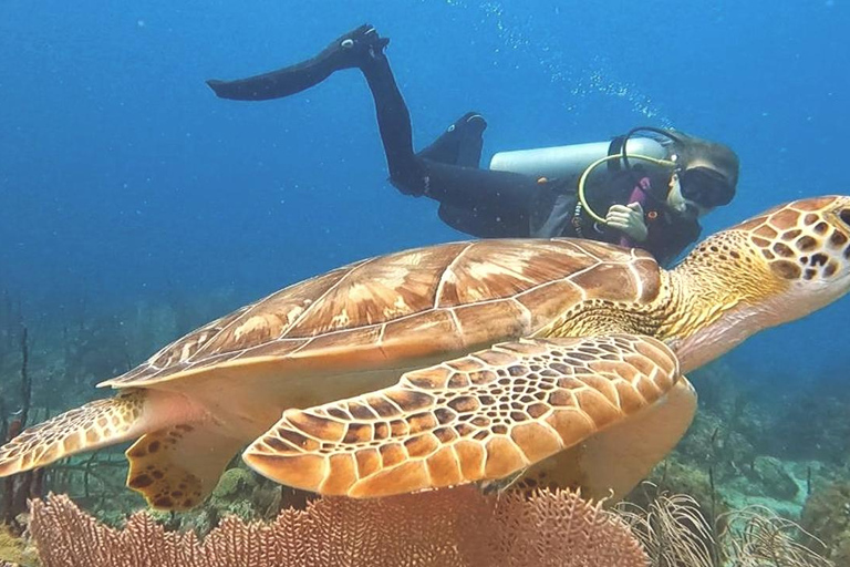 Duiken bij Catalina Island: 2 tanks - 2 plekken