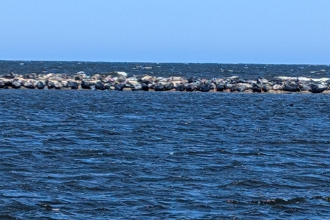 Gdańsk: Seal Watching Boat Tour from Sobieszewo