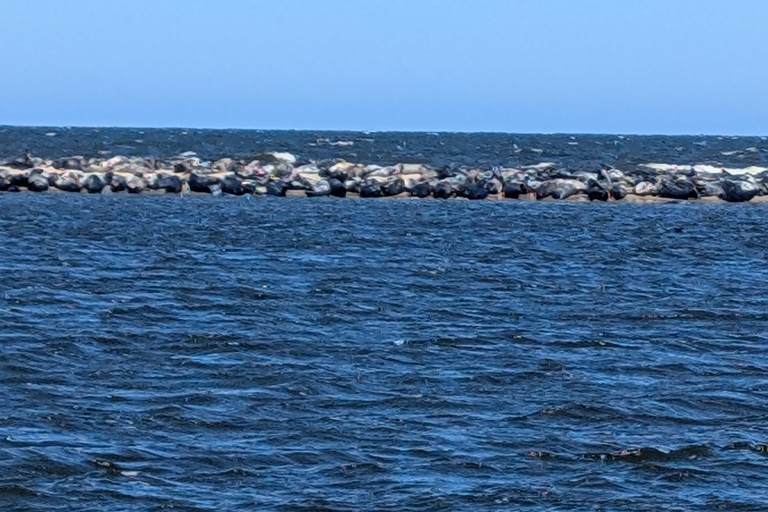 Gdańsk: Seal Watching Boat Tour from Sobieszewo
