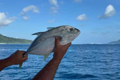 Expédition Pêche Demi-journée à Raiatea et Taha'a