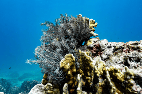 Phuket : excursion en hors-bord à Racha et aux îles de corail avec déjeuner